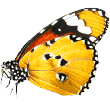 https://leschenilsdeleycuras.com/wp-content/uploads/2022/04/butterfly.png